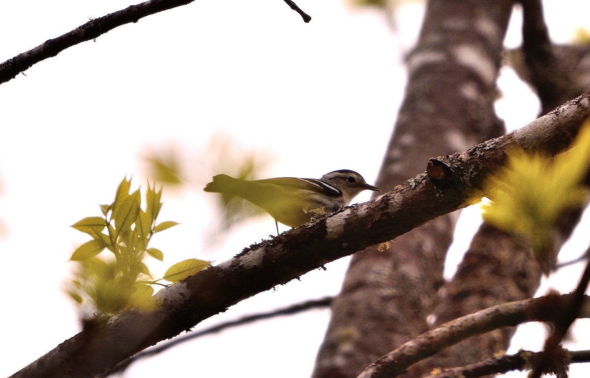 Blackburnian Warbler - John Gordinier