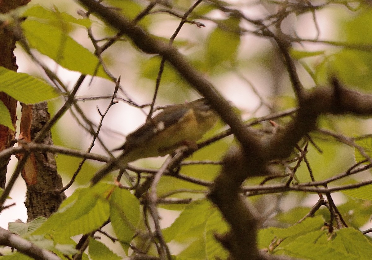 Blaurücken-Waldsänger - ML102739521