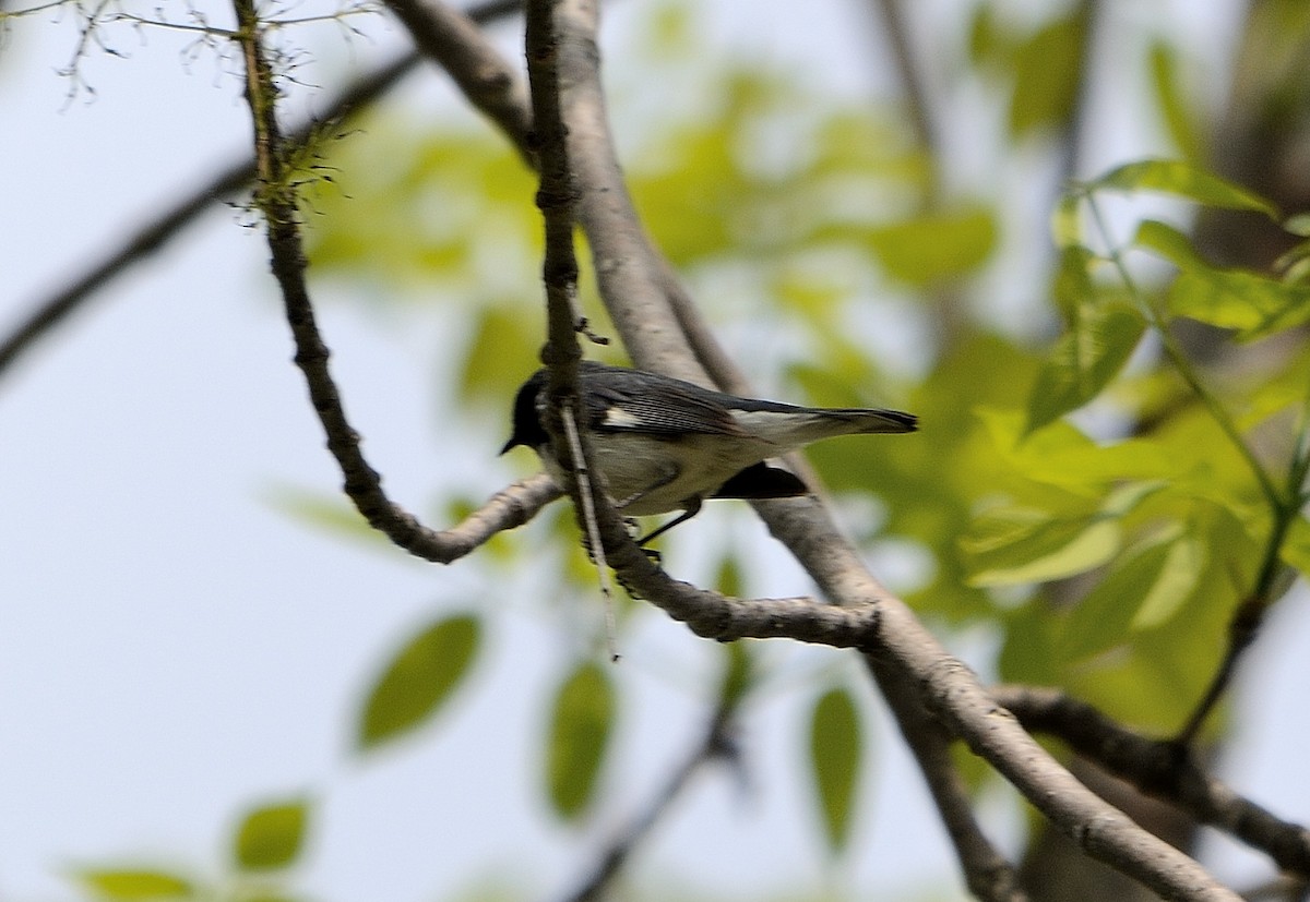 Black-throated Blue Warbler - John Gordinier