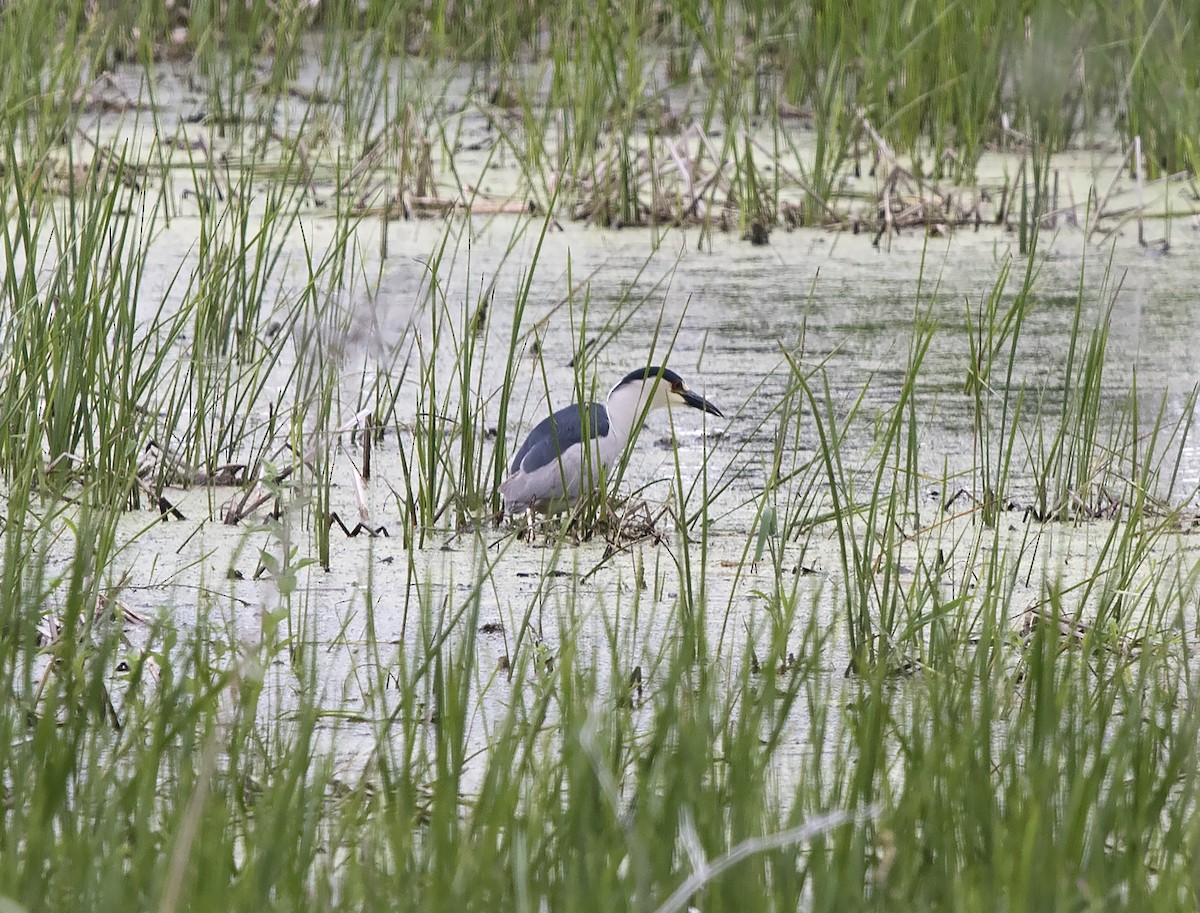 Black-crowned Night Heron - ML102741451