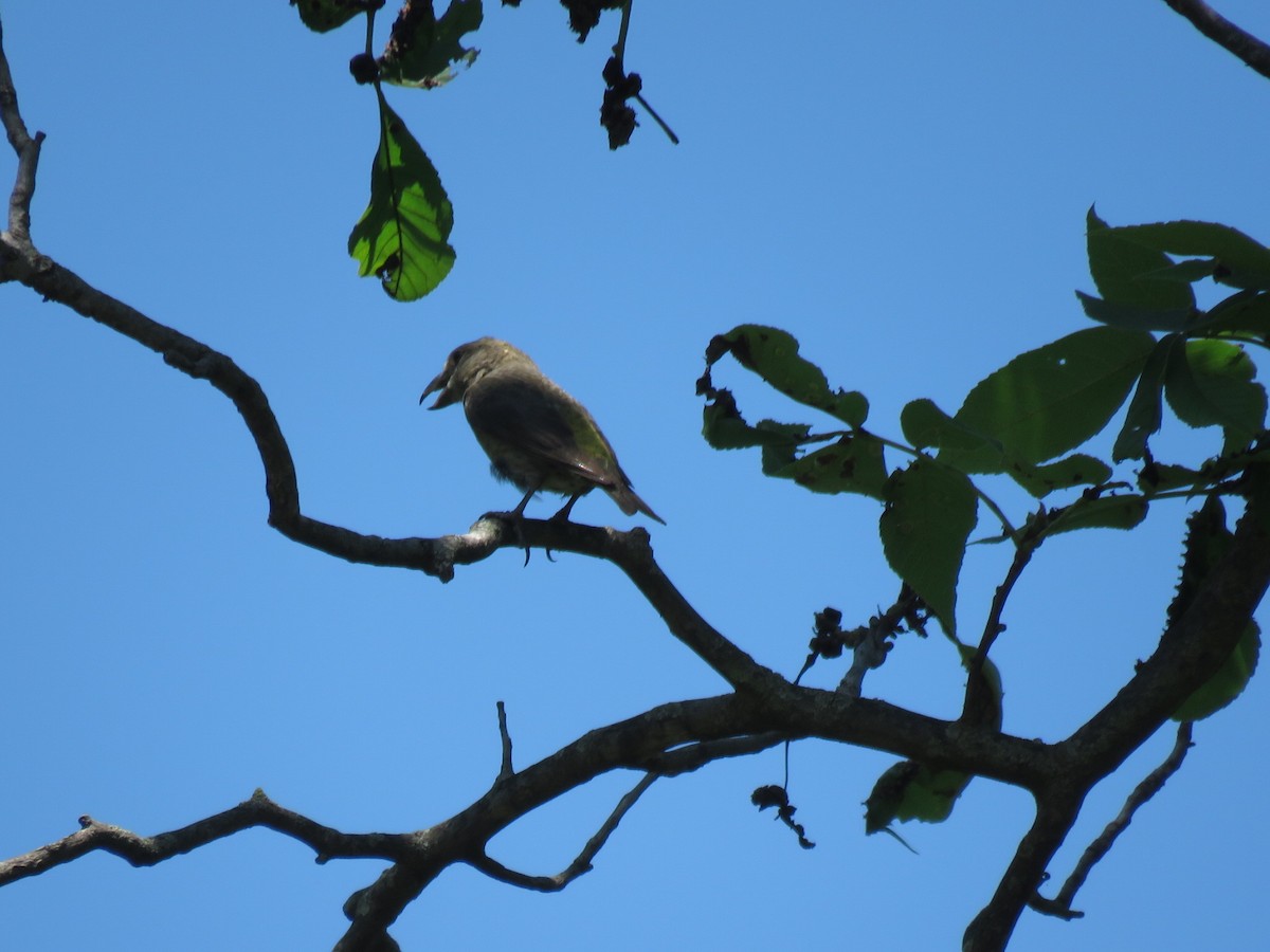 Red Crossbill - ML102741761