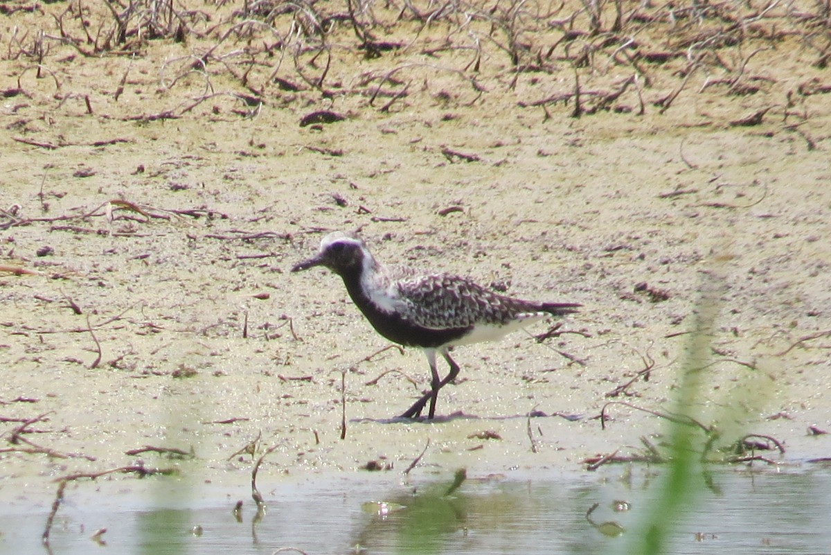 Black-bellied Plover - ML102742181