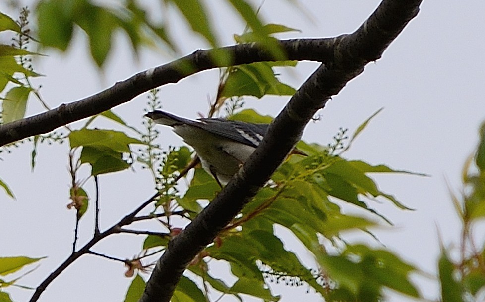 Northern Parula - ML102742261