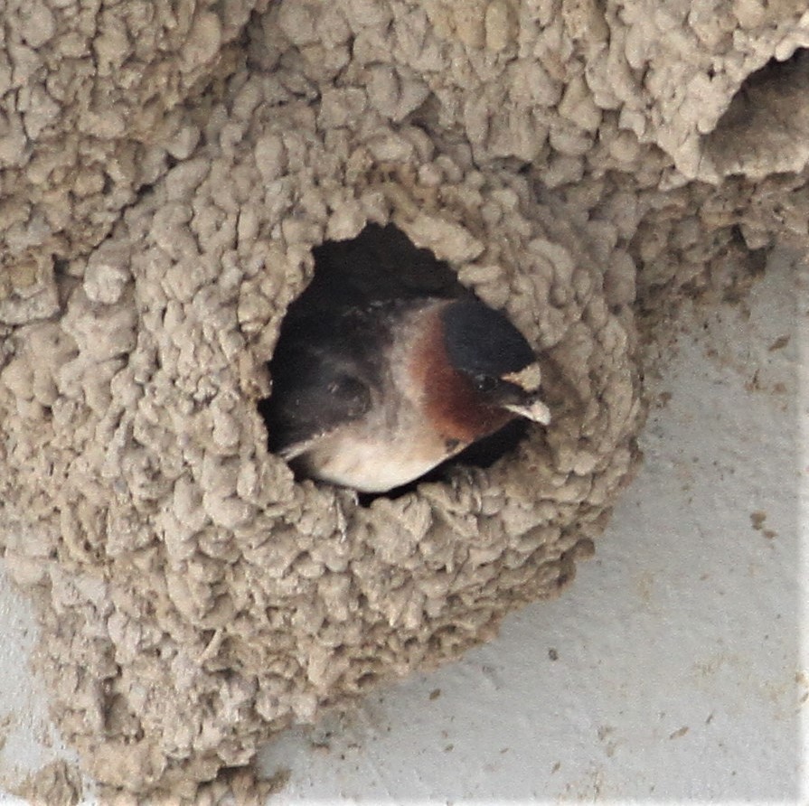 Cliff Swallow - ML102742311