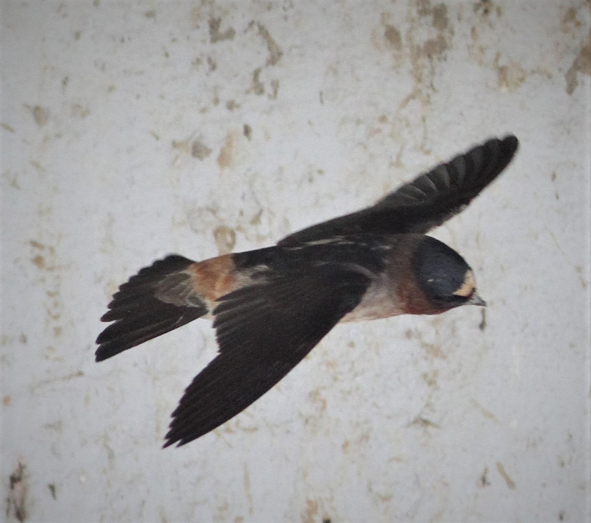 Cliff Swallow - ML102742321