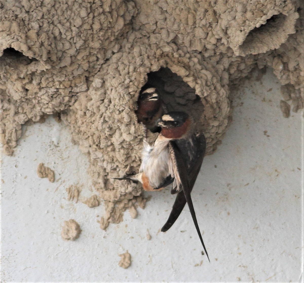 Cliff Swallow - ML102742331