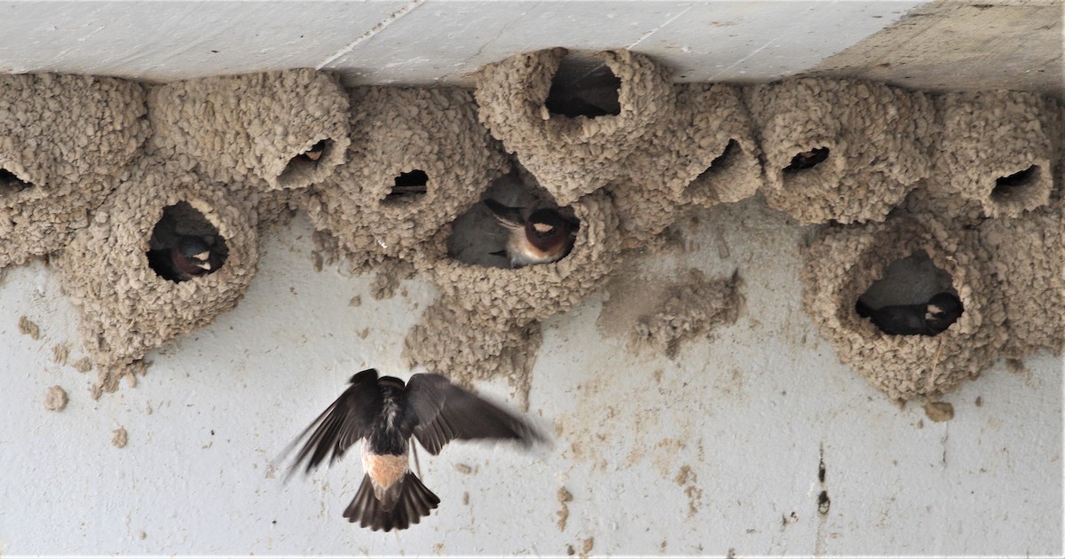 Cliff Swallow - ML102742341