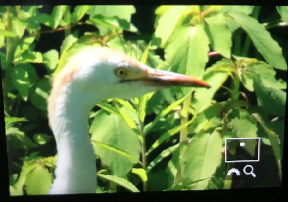 Western Cattle Egret - ML102743051