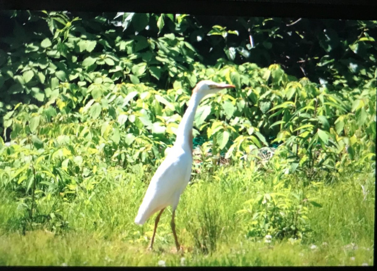 Western Cattle Egret - ML102743071