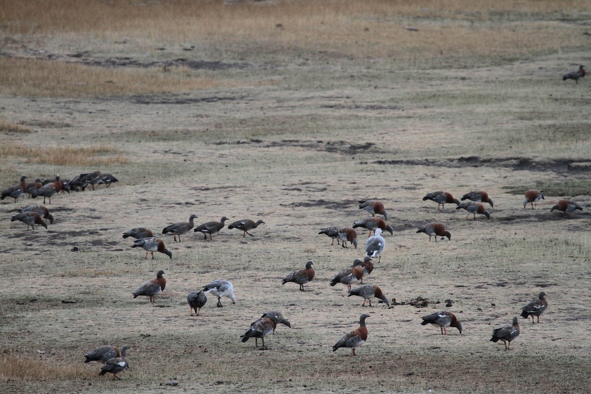 Ashy-headed Goose - ML102743081