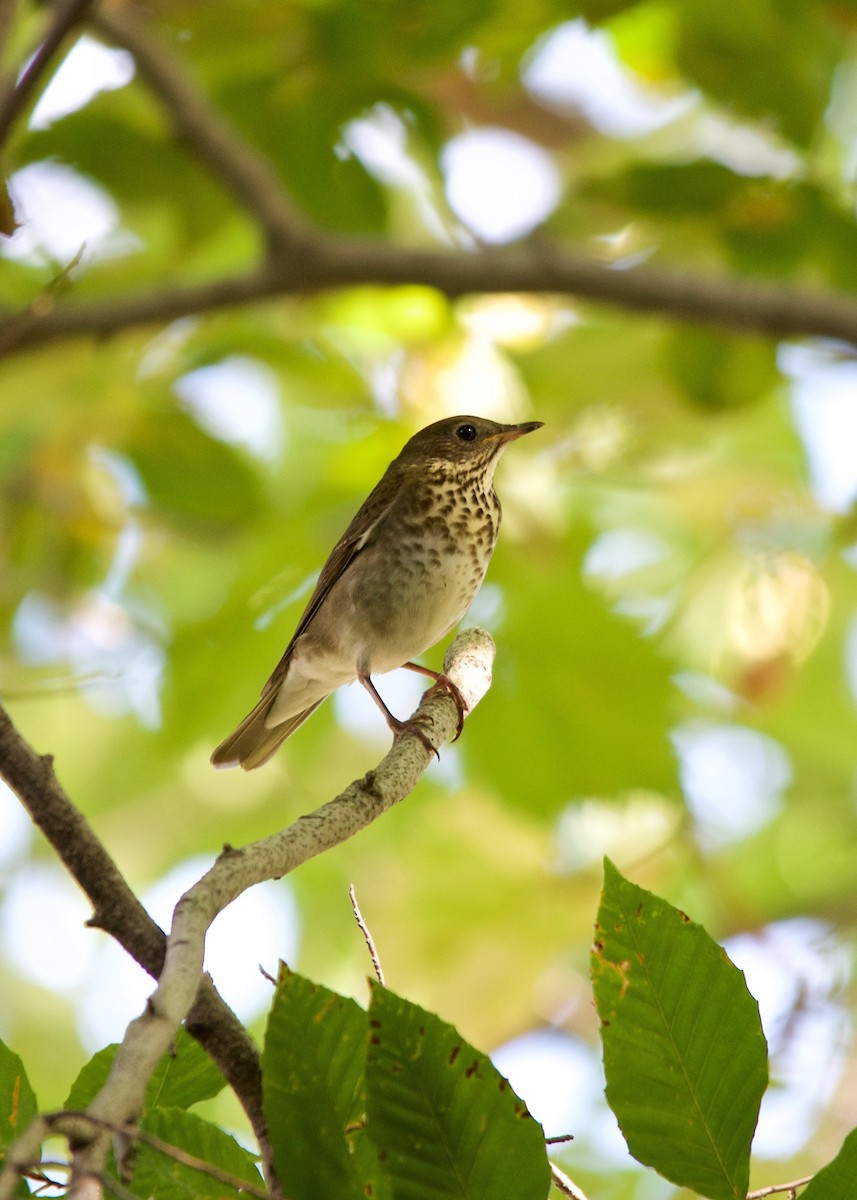 Gray-cheeked Thrush - ML102744011