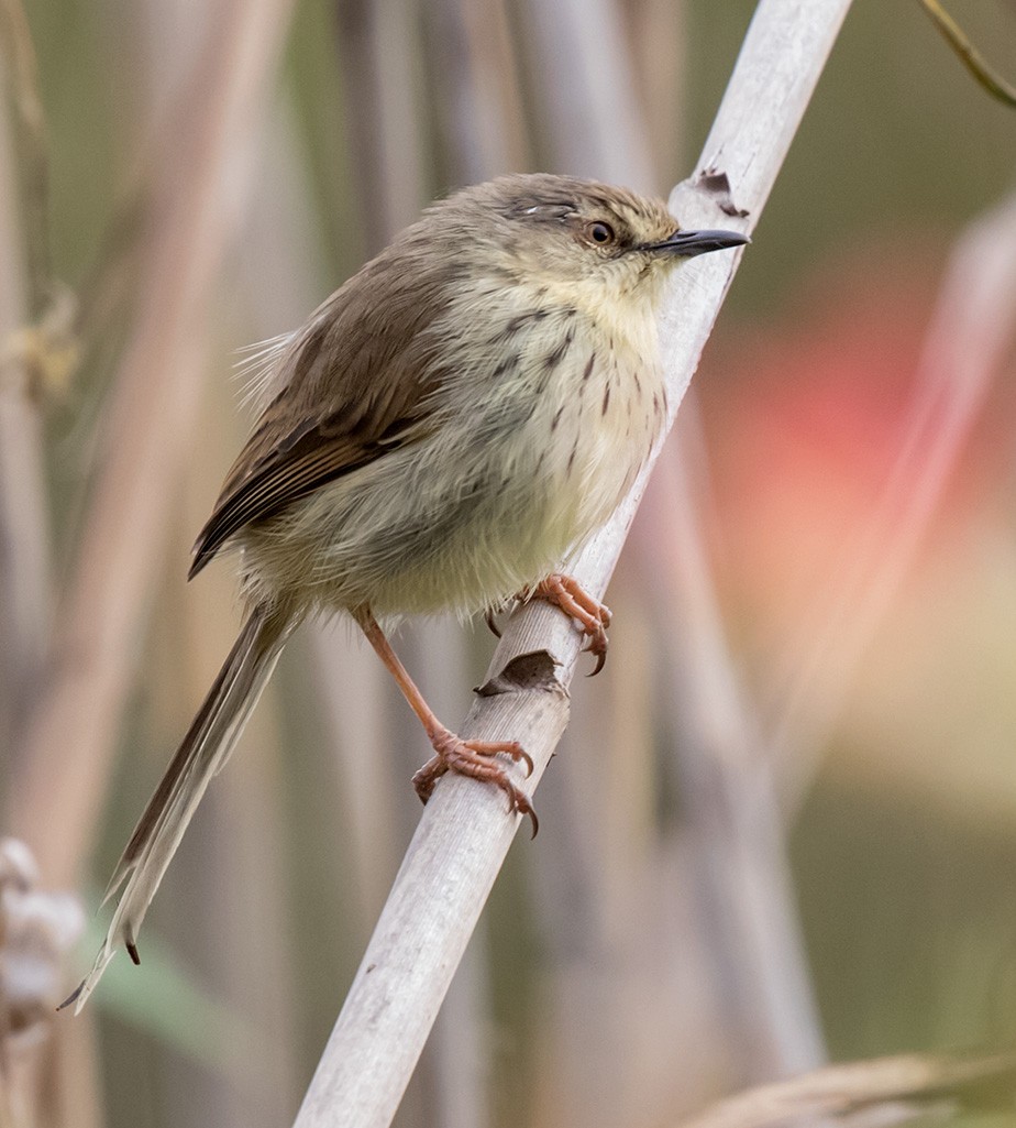 Drakensberg Prinia - Bruce Ward-Smith