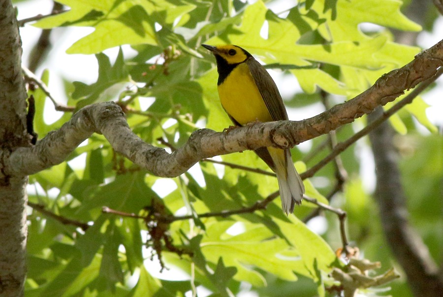 Hooded Warbler - ML102746921