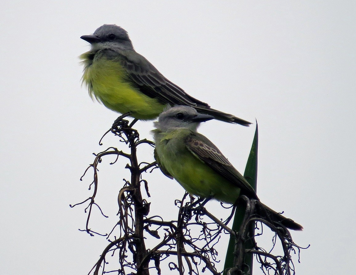 Tropical/Couch's Kingbird - Mary Goodart