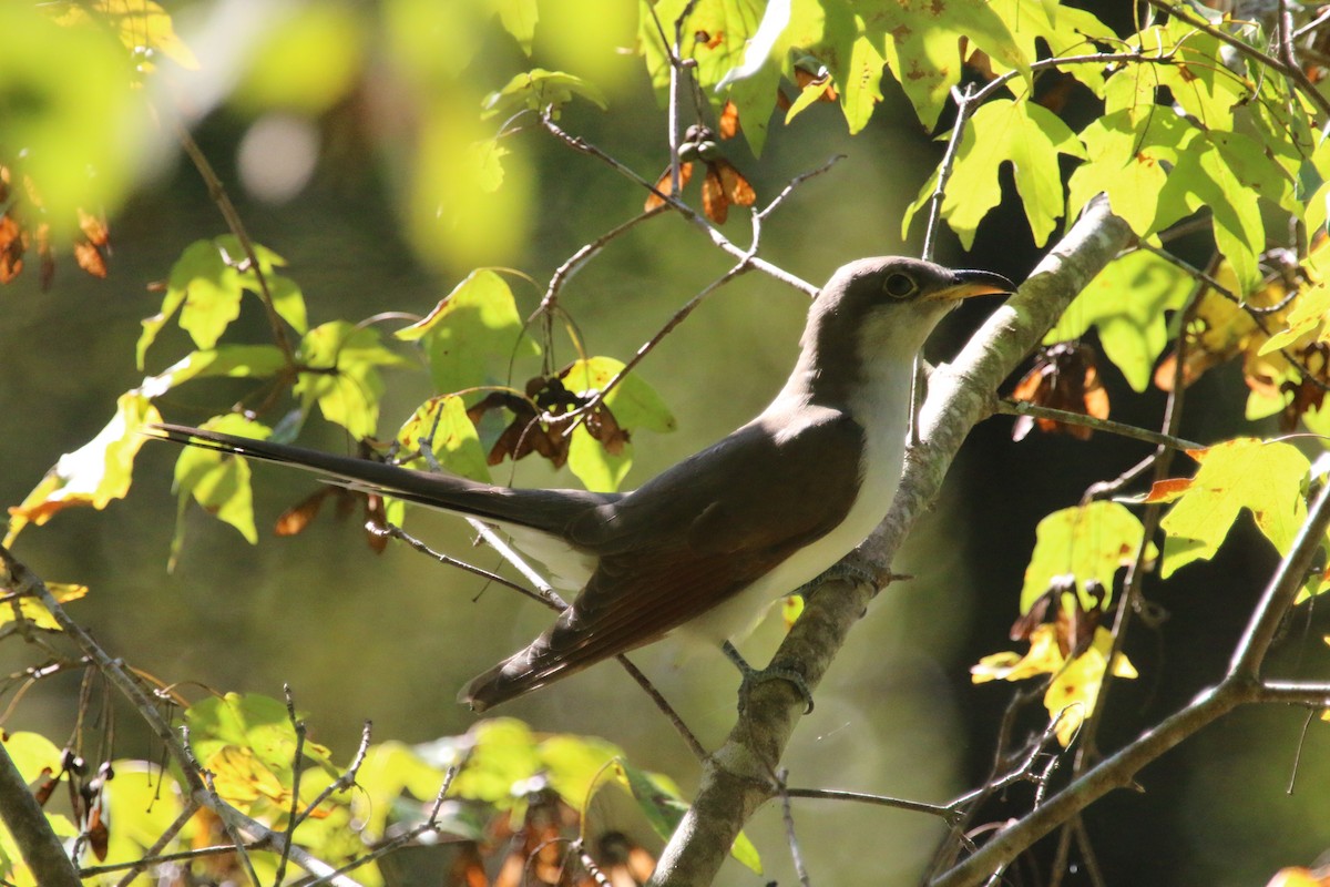 Yellow-billed Cuckoo - ML102747251