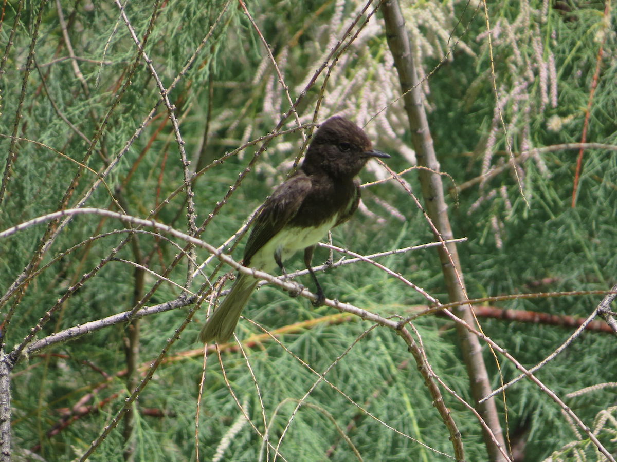 Black Phoebe - Isaac  Denzer