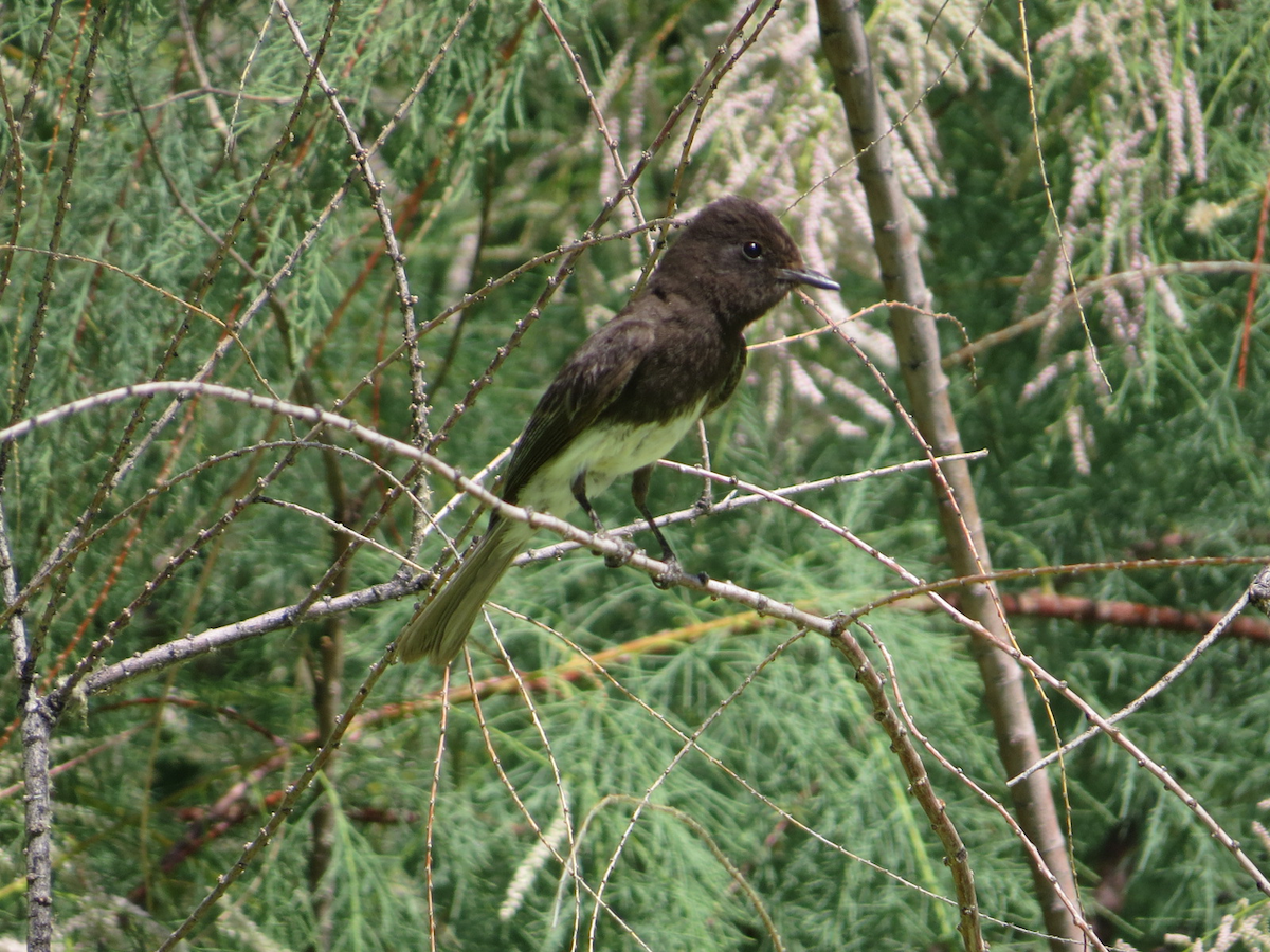 Black Phoebe - Isaac  Denzer