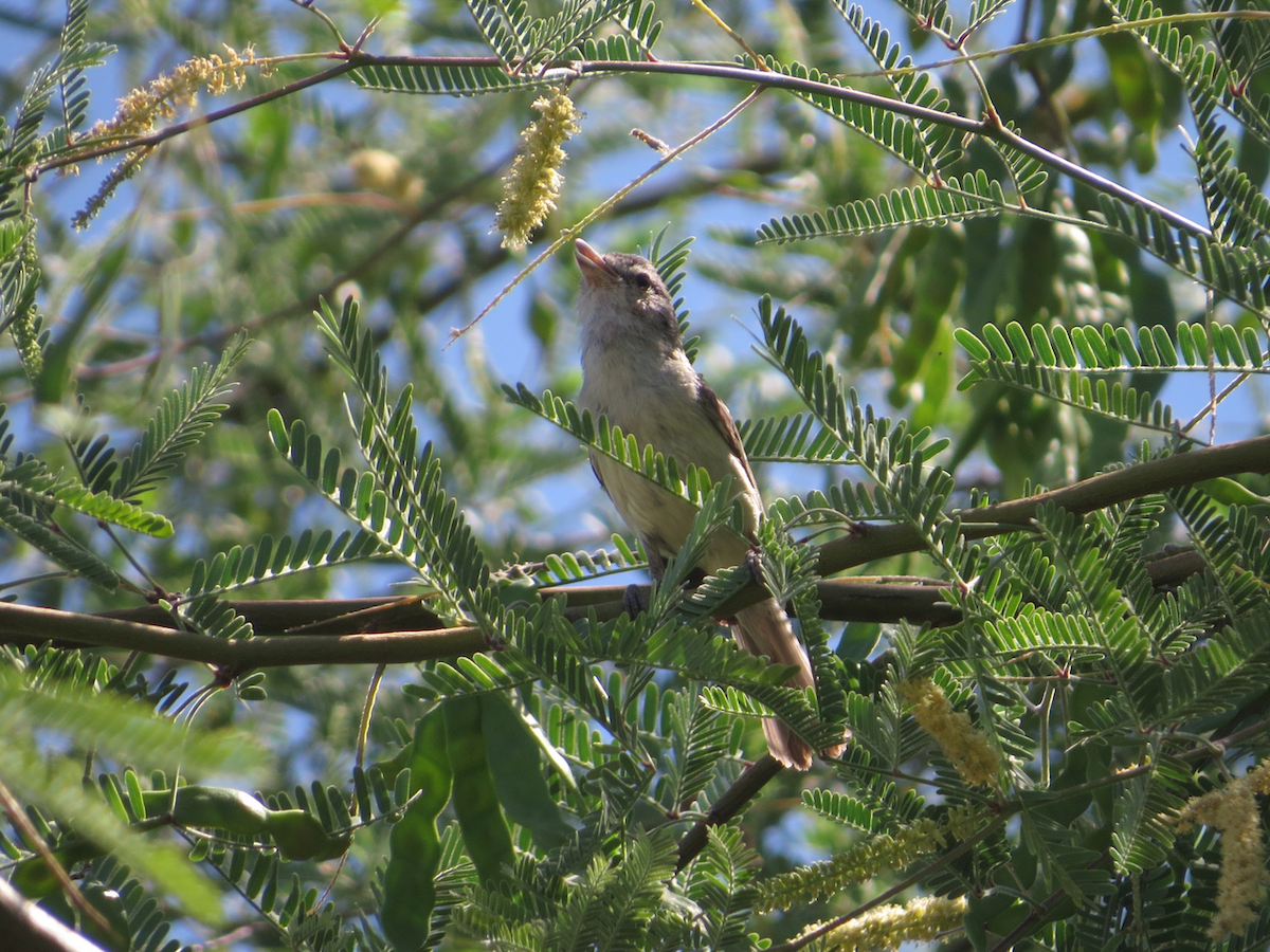 Bell's Vireo - Isaac  Denzer