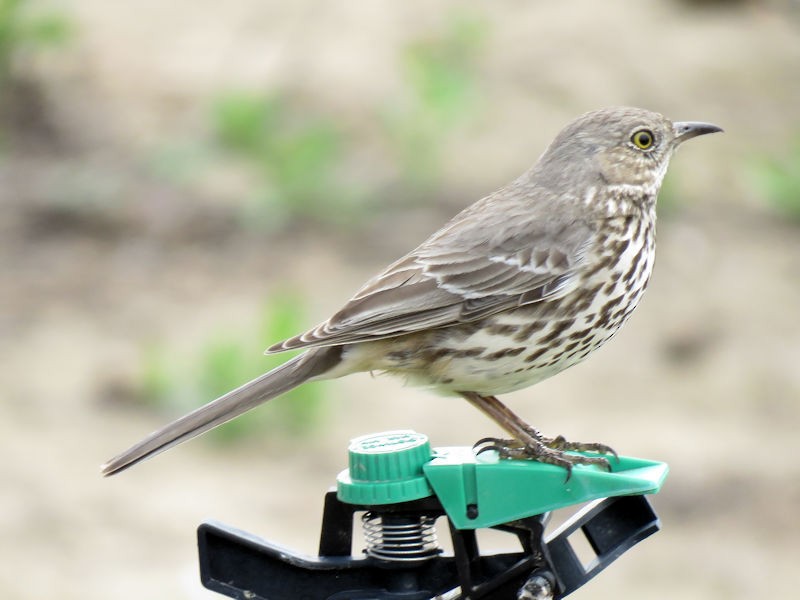 Sage Thrasher - Dean Newhouse
