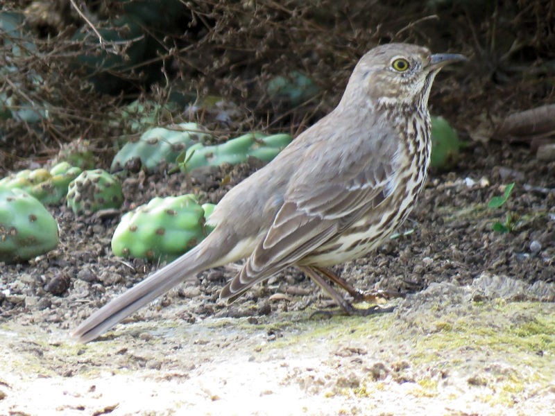 Sage Thrasher - Dean Newhouse