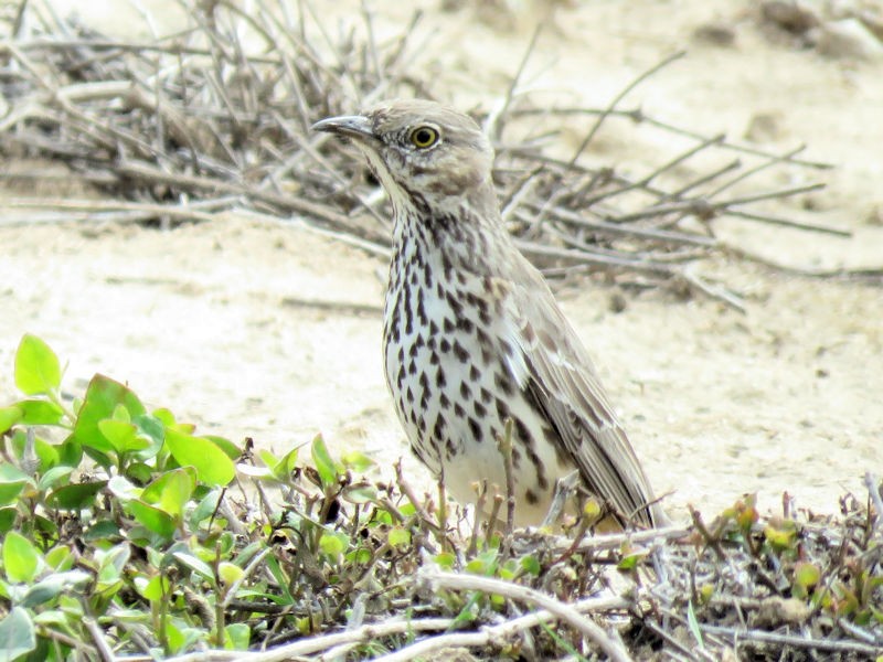 Sage Thrasher - Dean Newhouse