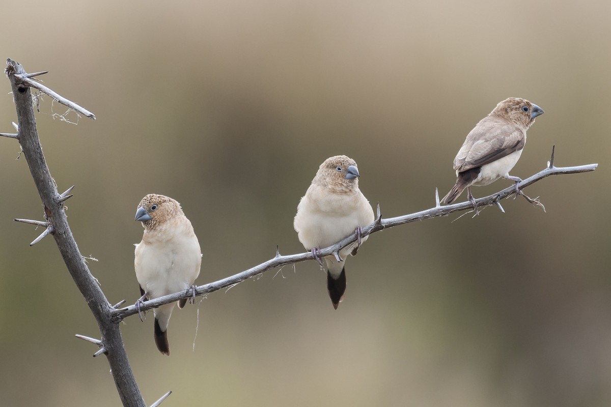 African Silverbill - ML102748201