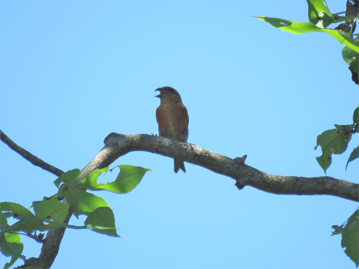 Red Crossbill - ML102748421