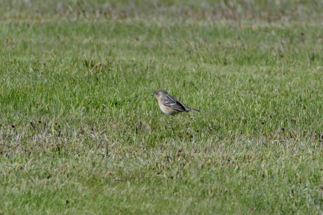 Braunkehl-Waldsänger - ML102748541