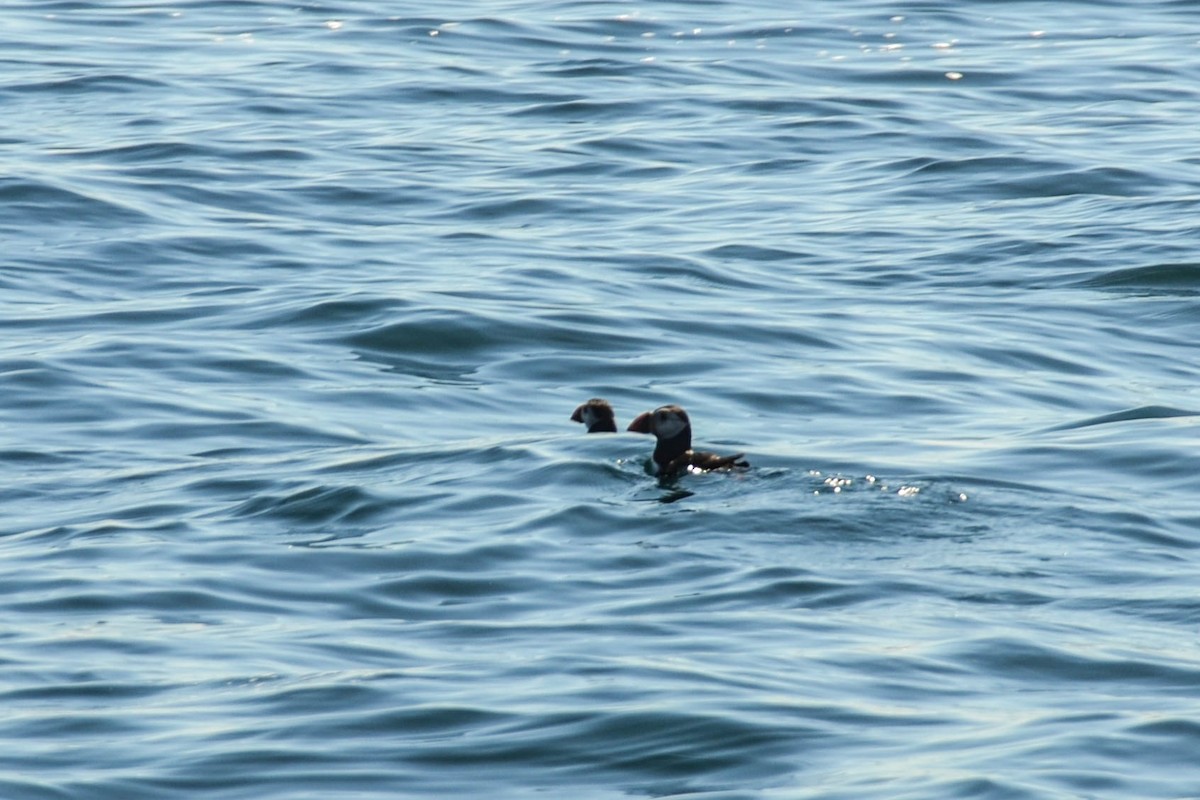 Atlantic Puffin - ML102749071