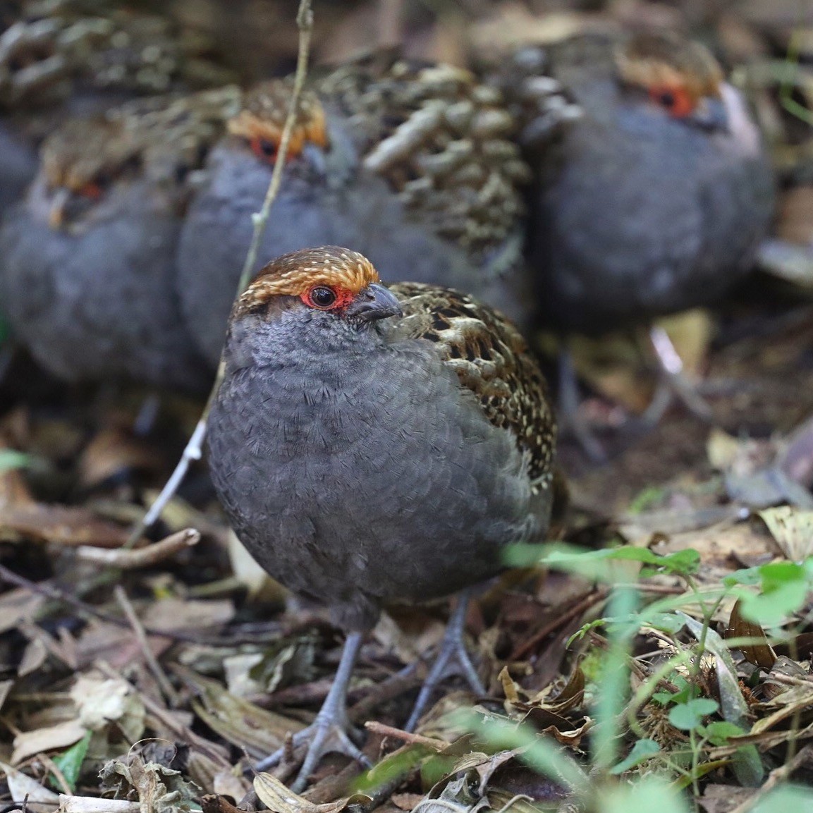 Spot-winged Wood-Quail - ML102752131