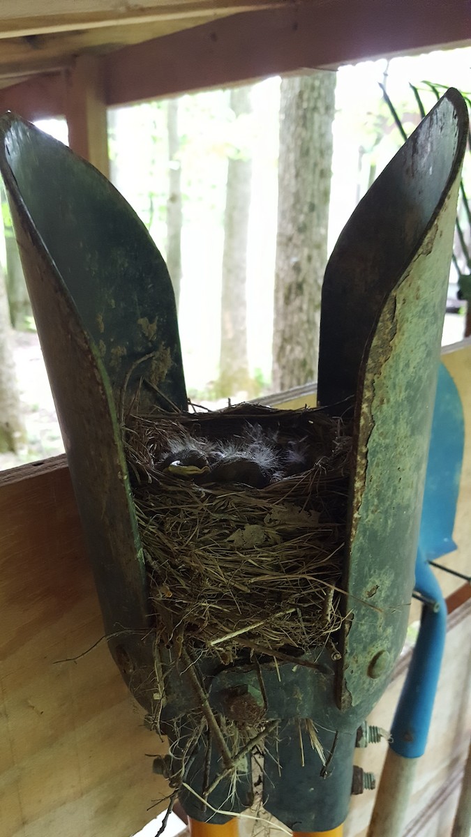 American Robin - ML102752431