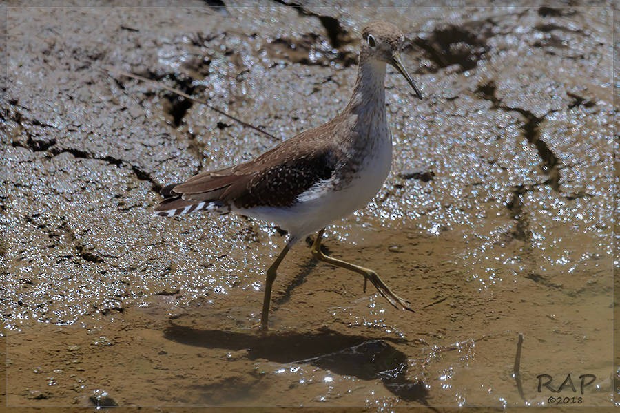 Solitary Sandpiper - ML102755941