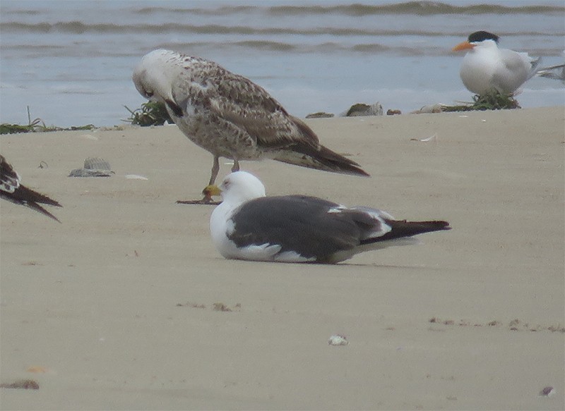 Gaviota Sombría - ML102756351