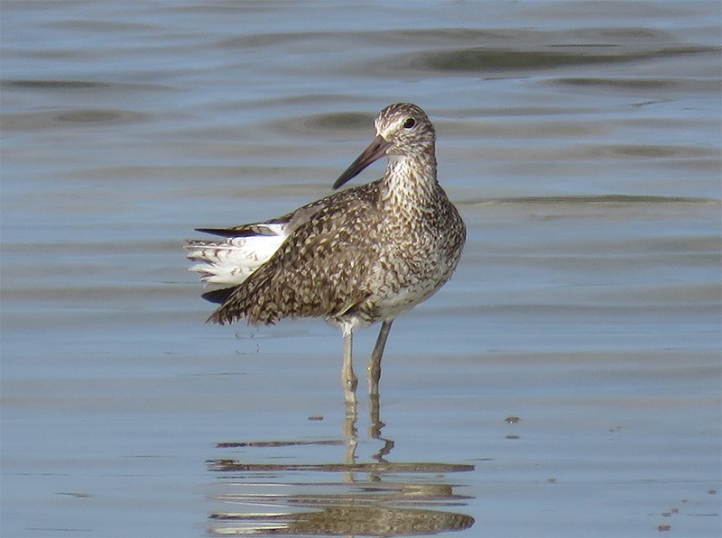 Willet (Eastern) - Karen Lebing