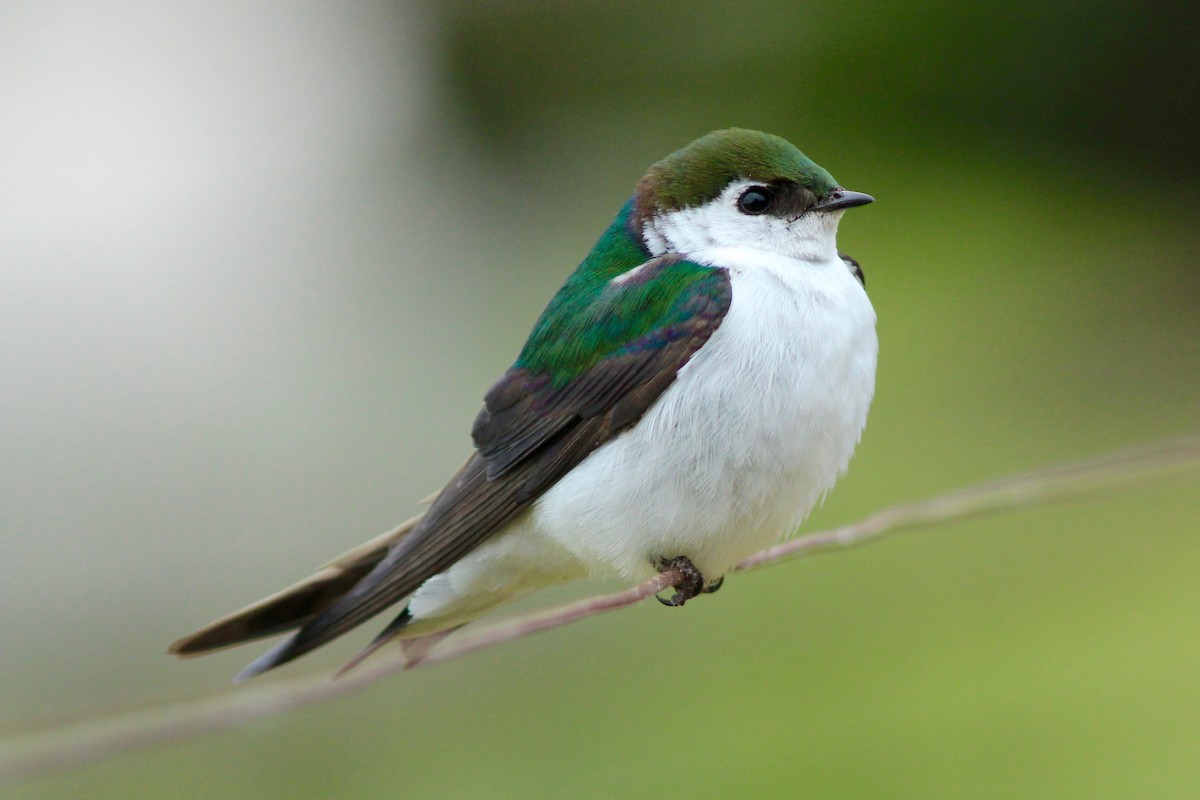 Violet-green Swallow - Joseph Blowers