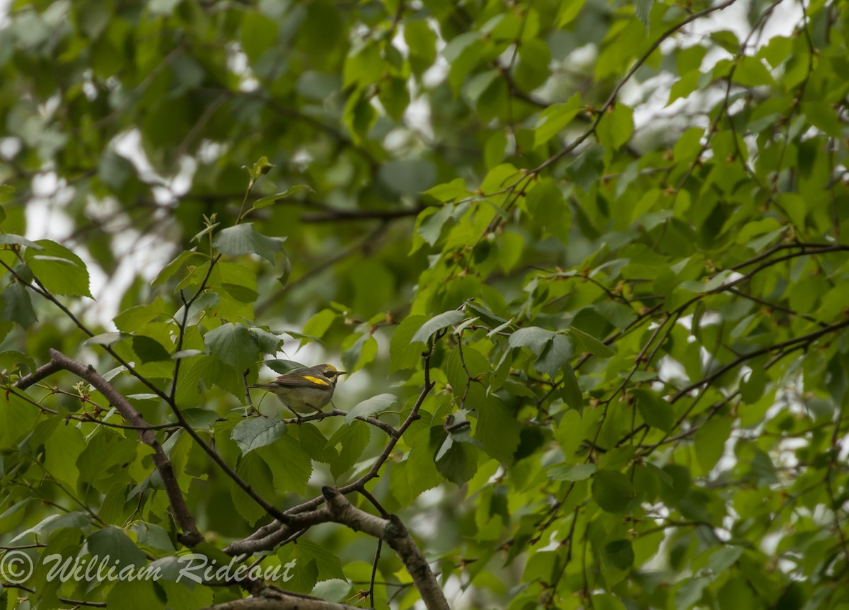 Golden-winged Warbler - ML102758711