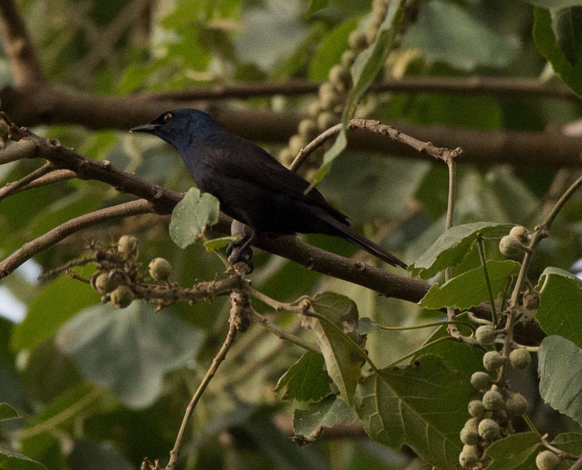 Stuhlmann's Starling - Simon Carter