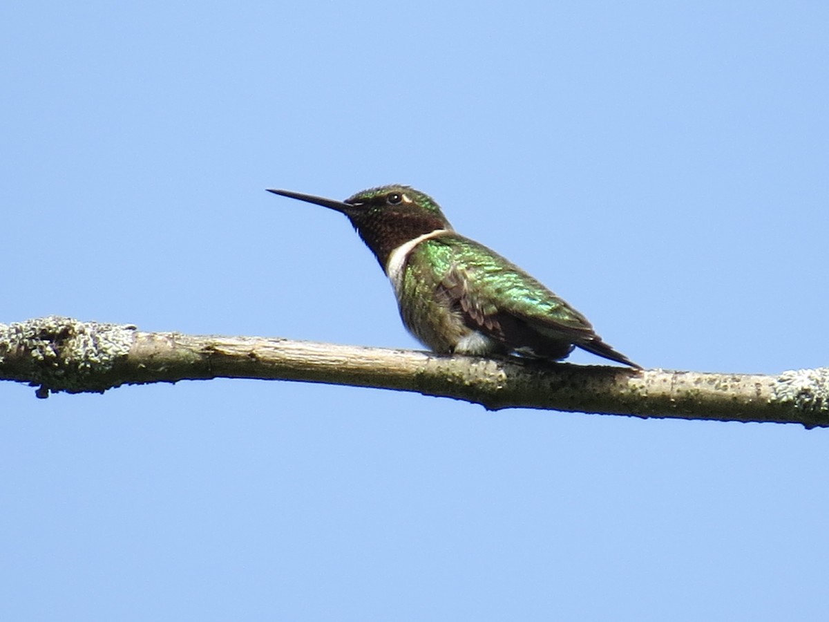 Ruby-throated Hummingbird - ML102759881