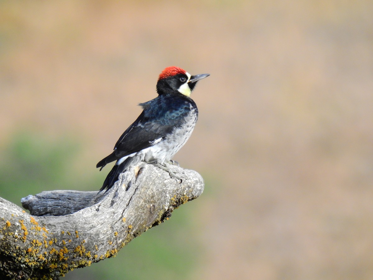 Acorn Woodpecker - ML102760021