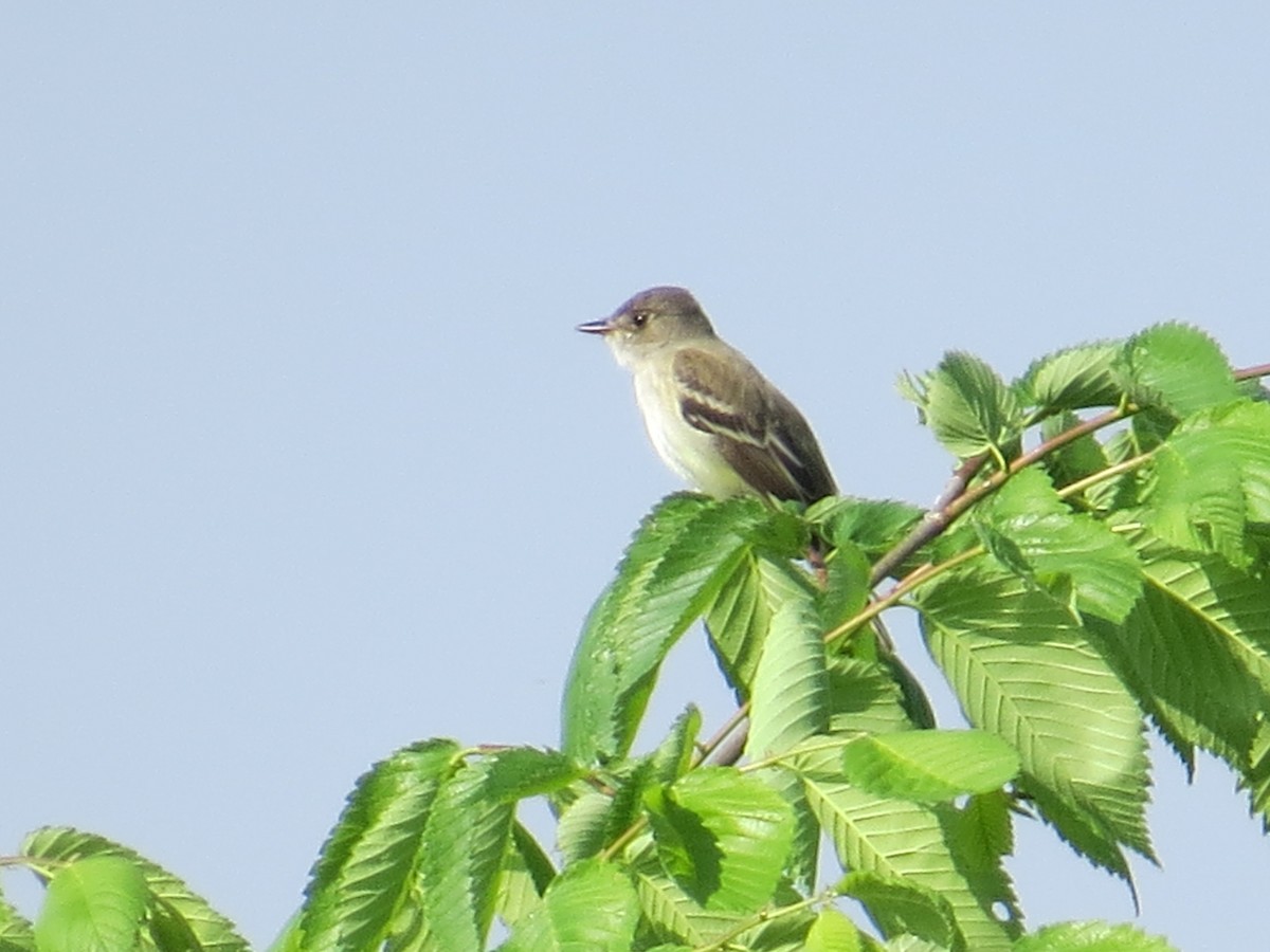 Willow Flycatcher - ML102760031