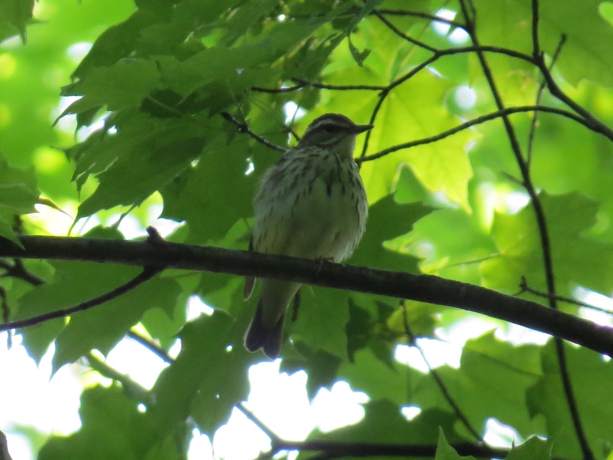 Louisiana Waterthrush - ML102761101