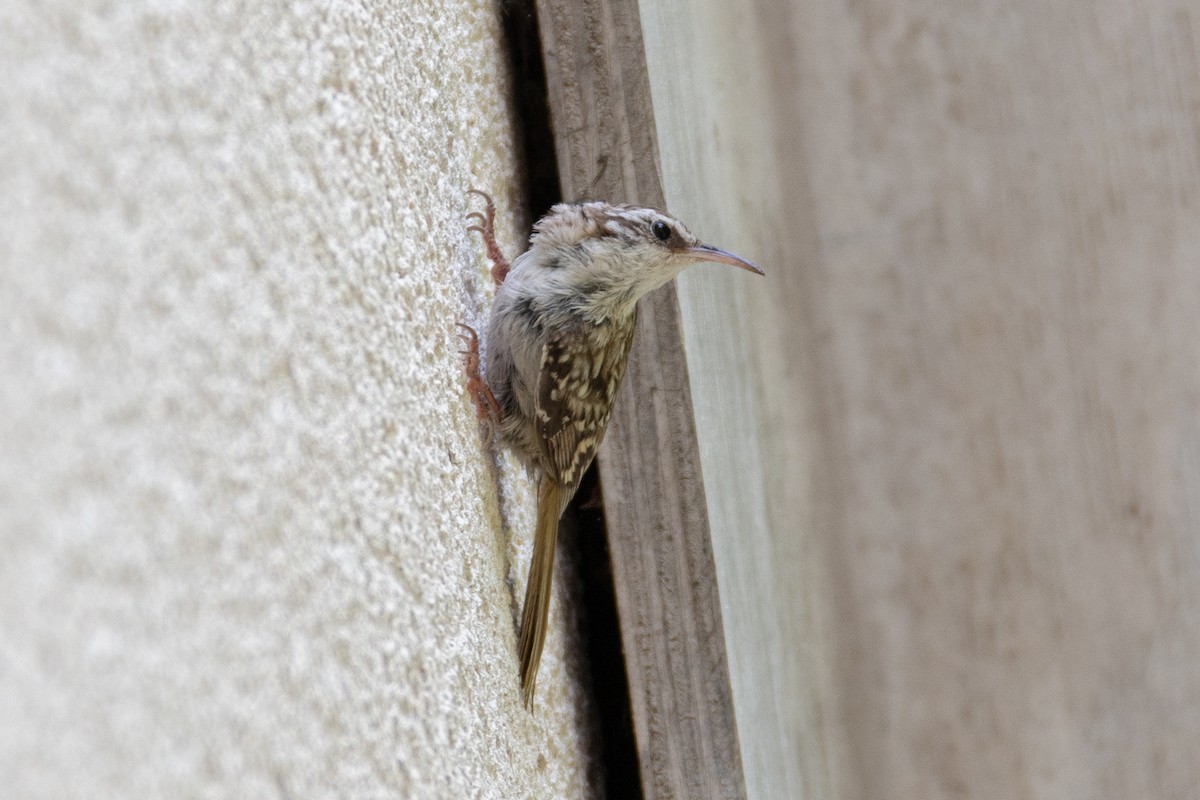 Short-toed Treecreeper - Jeremy Cushman