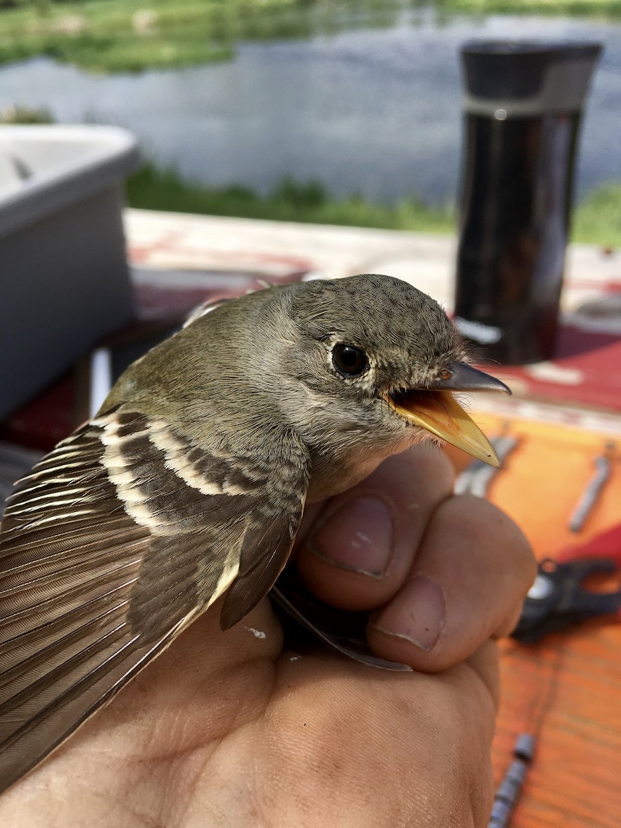 Least Flycatcher - ML102761421