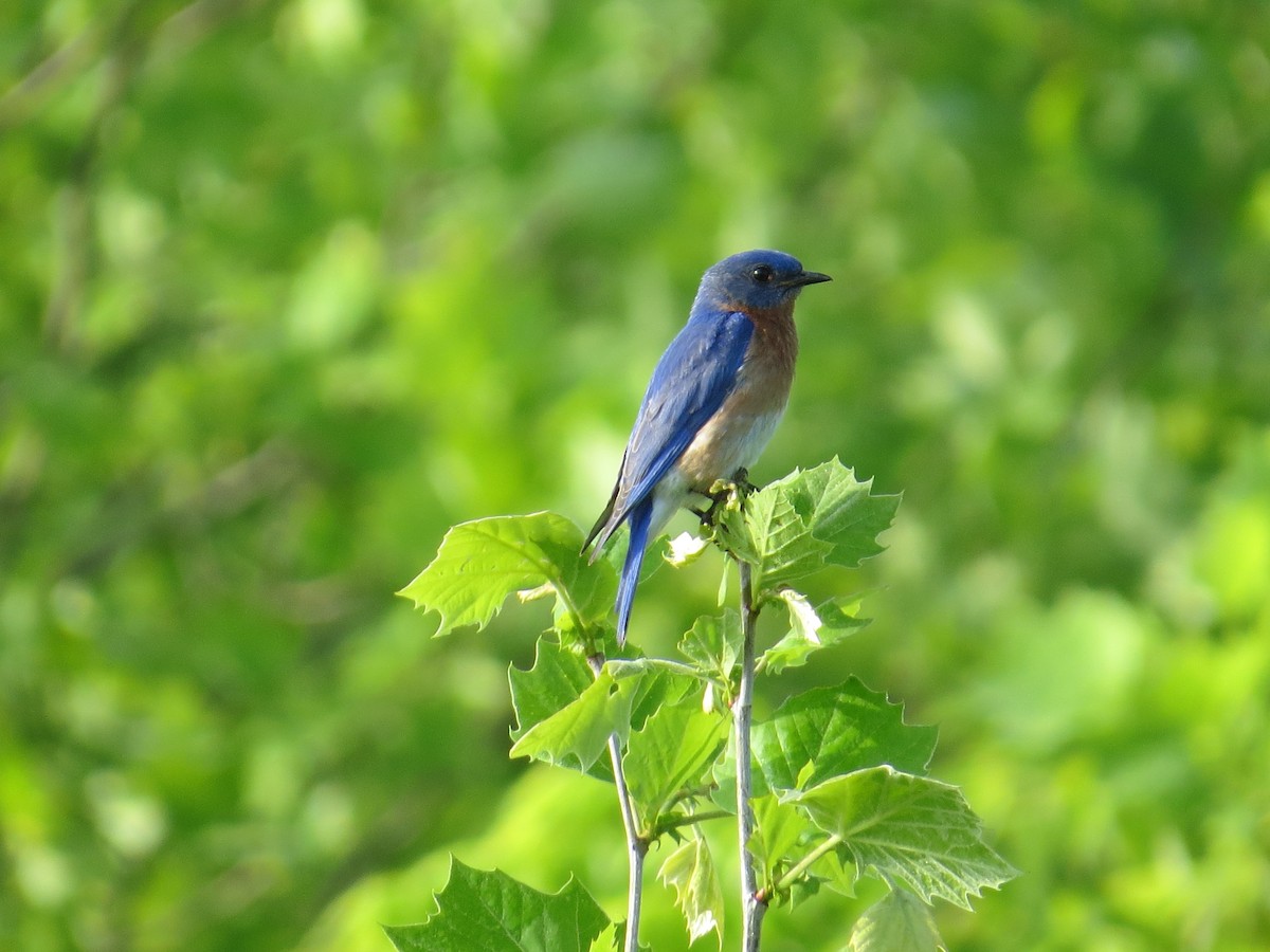 Eastern Bluebird - ML102761541