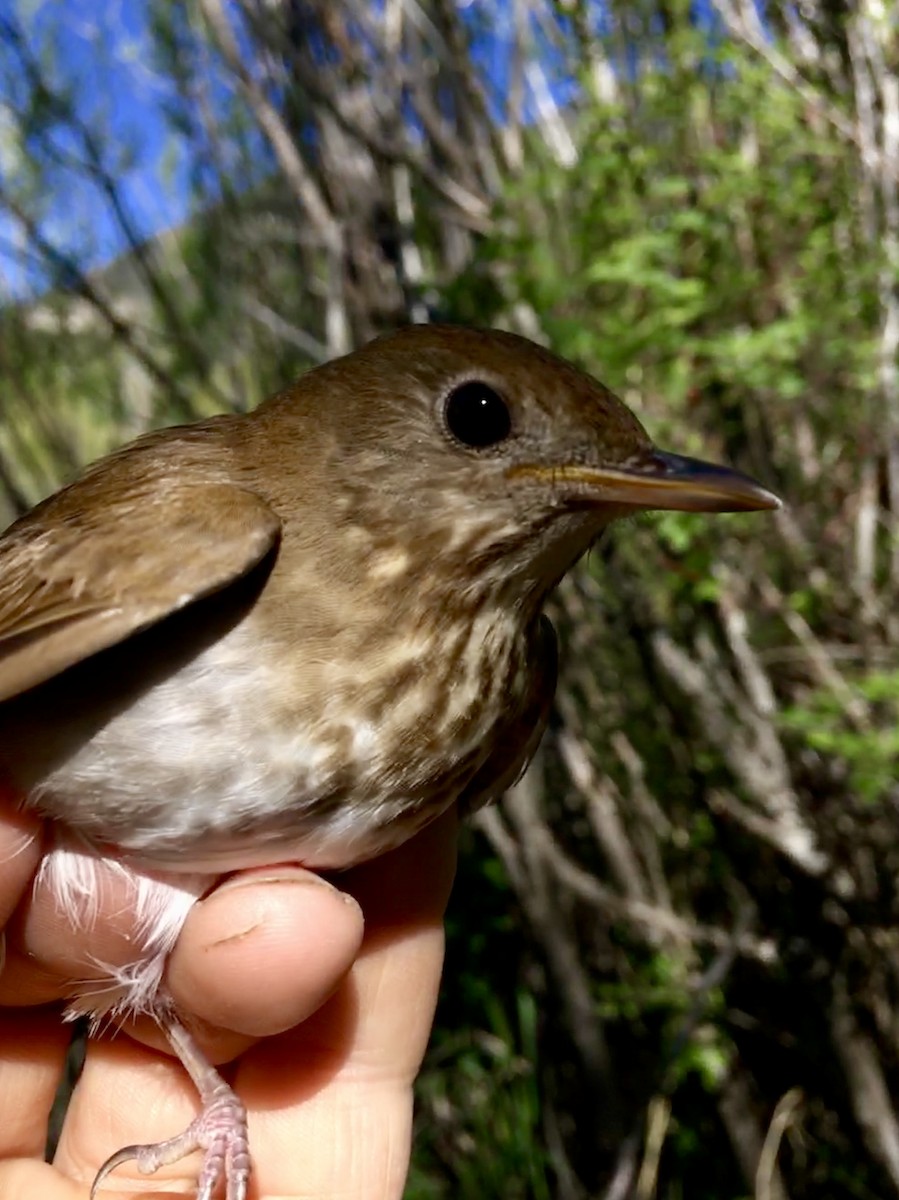 Veery - ML102761551