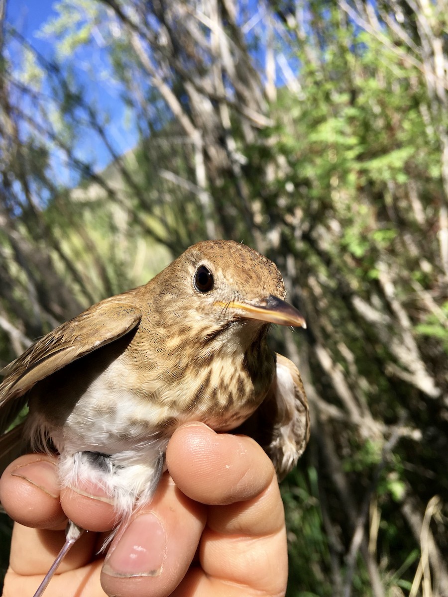 Veery - ML102761581