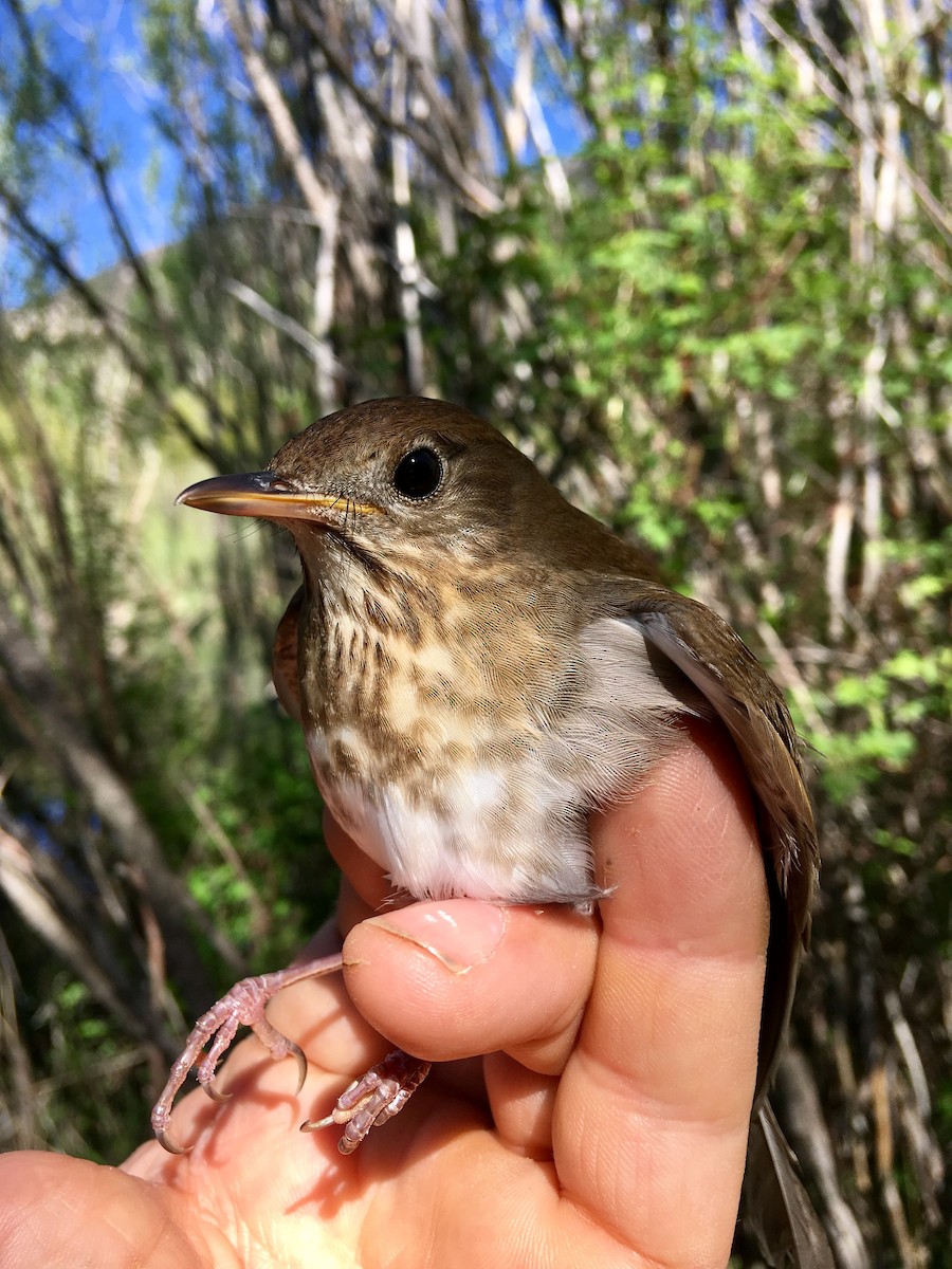 Veery - ML102761601