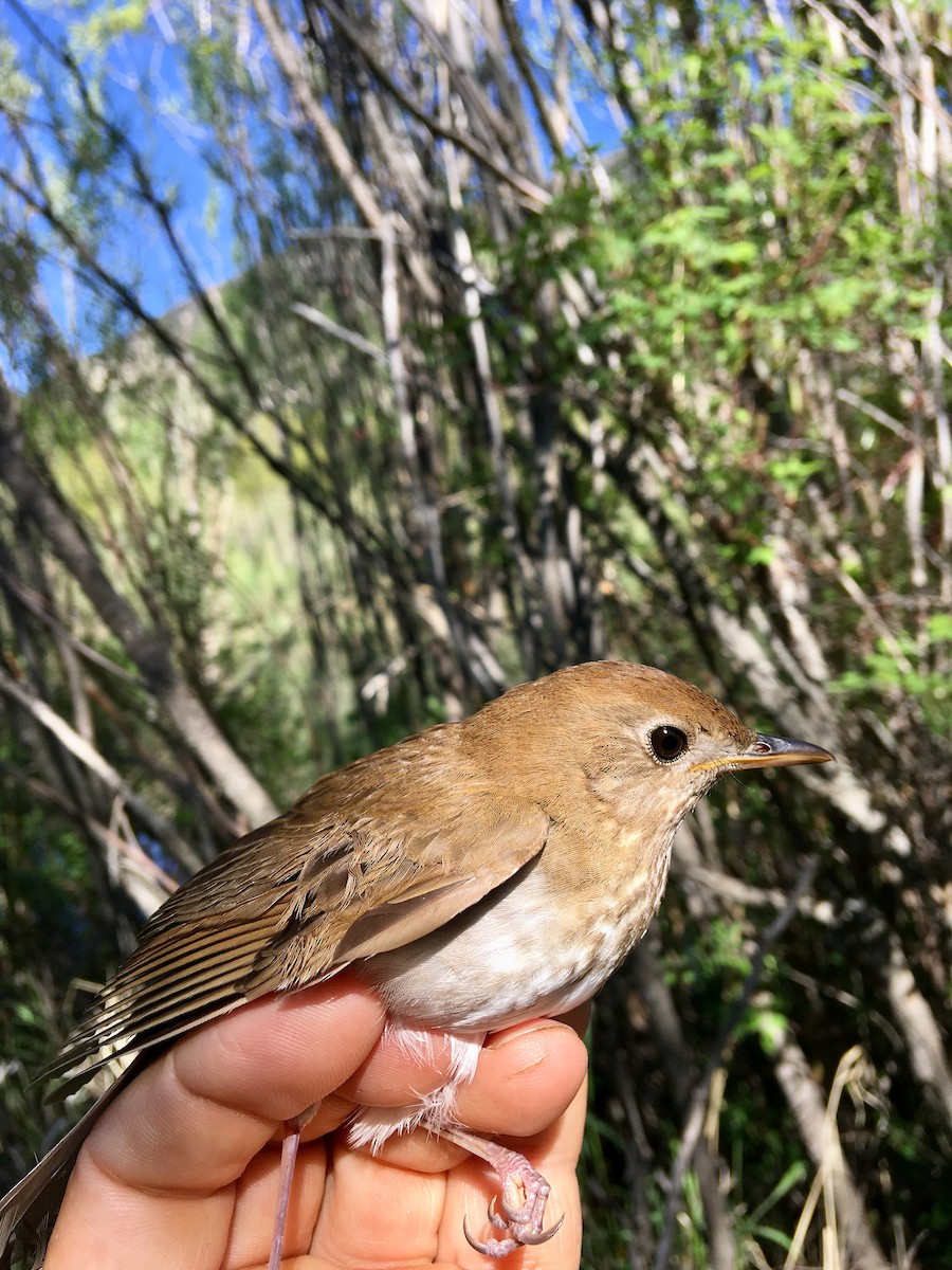 Veery - ML102761611