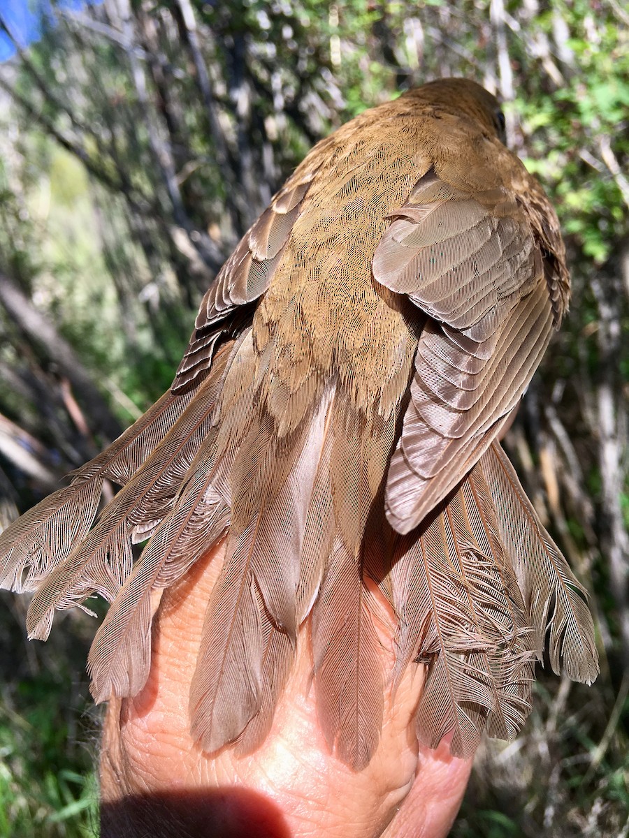 Veery - ML102761671