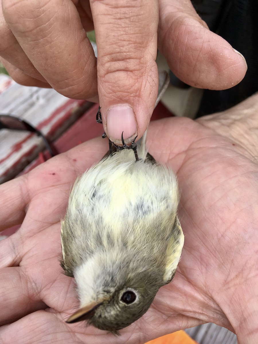 Least Flycatcher - ML102761951